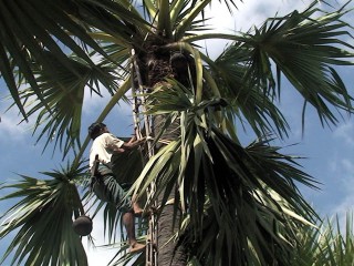 palm-02-320x240.jpg