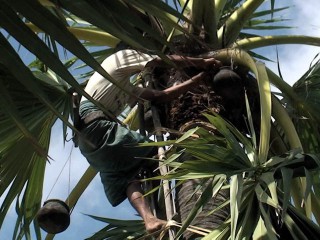 palm-03-320x240.jpg
